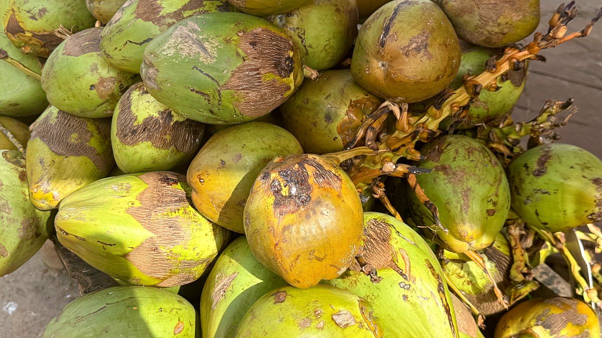 Kokos to owoc, który łączy w sobie smak, funkcjonalność i niezwykłą wszechstronność.