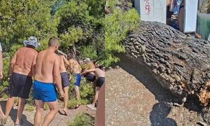 Sosna runęła na plażowiczów. Ranne dzieci. Dramat w Chorwacji
