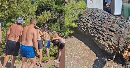 Sosna runęła na plażowiczów. Ranne dzieci. Dramat w Chorwacji