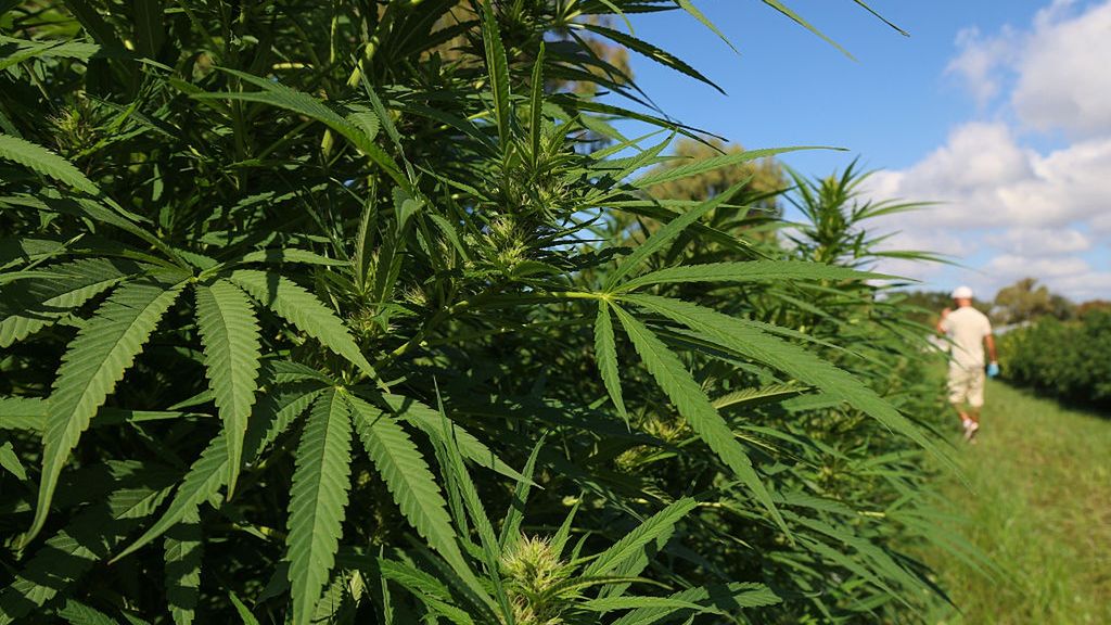 Plantacja konopi (zdj. ilustracyjne) 