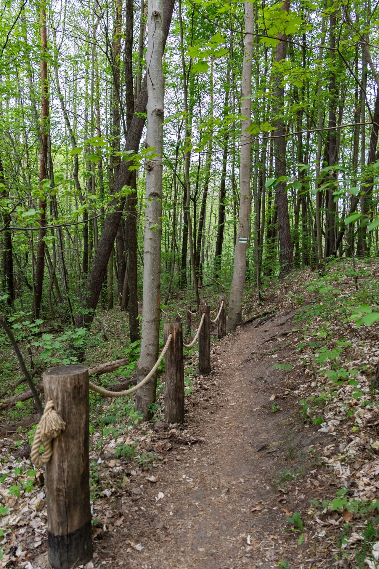 Rezerwat "Kuźnik" w Pile