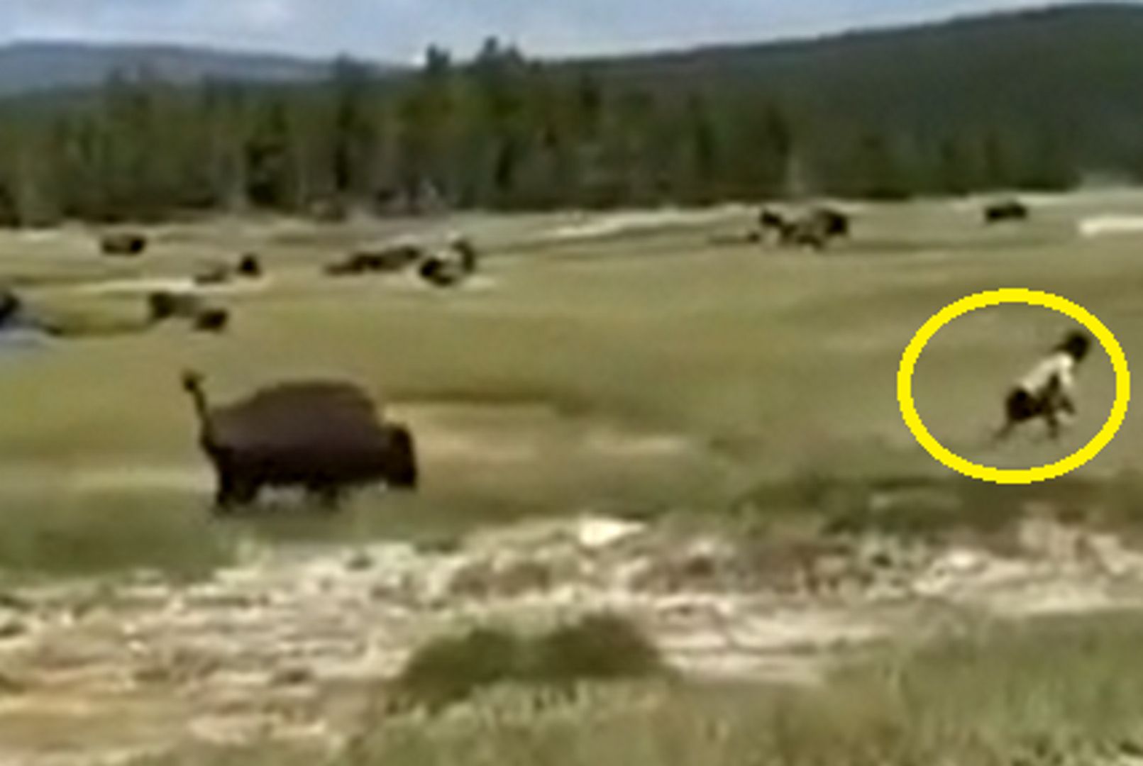 Rozwścieczony bizon pędził na turystkę. Niewiarygodne, co stało się później