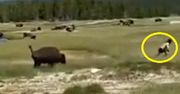 Rozwścieczony bizon pędził na turystkę. Niewiarygodne, co stało się później