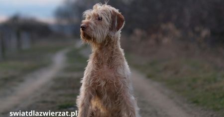 Wakacje bez sumienia – głosem porzuconych zwierząt