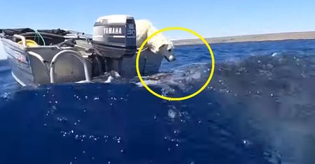 Przerażający "pocałunek". Zobacz, co wychyliło się z oceanu