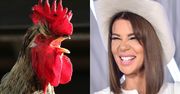 "The Voice of Poland". Edyta Górniak głęboko rozmyśla: "Czy ten kogut tak pieje rano, bo budzi kury na seks?"