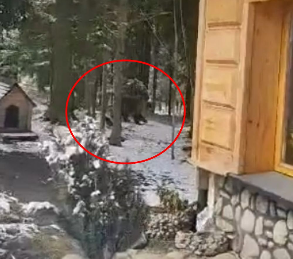 Mieszkanka Kościeliska zobaczyła w swoim ogródku niedźwiedzia