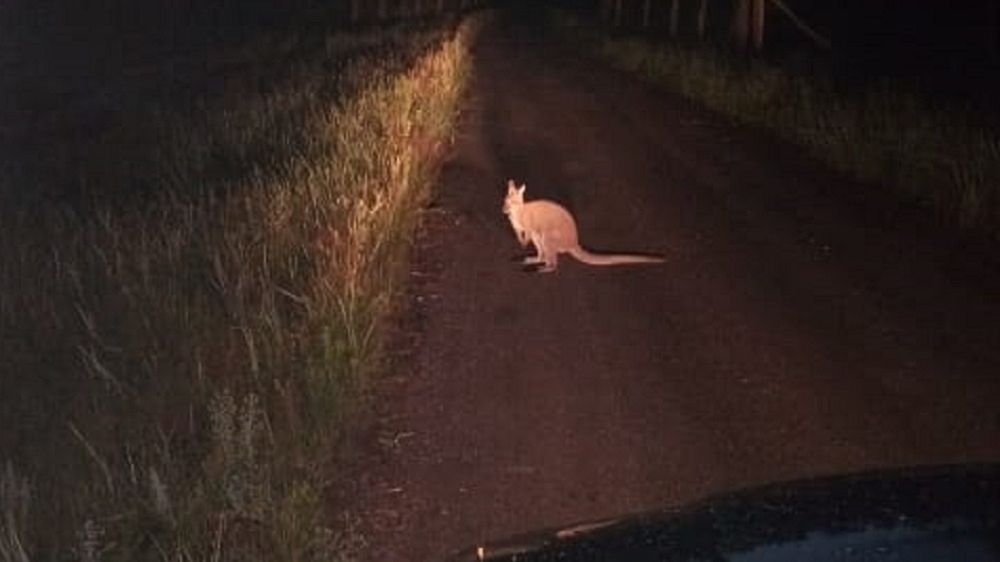 Kangur został zauważony na drodze w woj. kujawsko-pomorskim.
