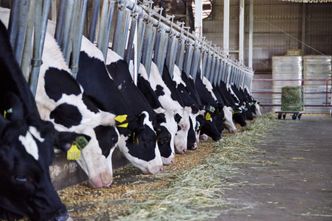 Pomysłowy rolnik odpowie przed sądem. Ekologicznie było tylko z nazwy