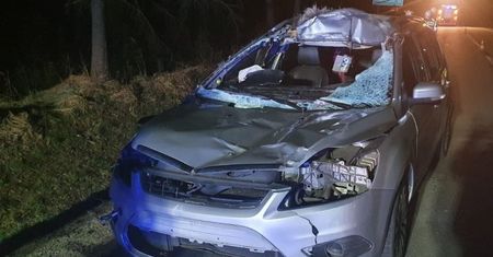 Śląskie. Kierująca na drodze do Kalet zderzyła się z łosiem. Zwierzę nie przeżyło