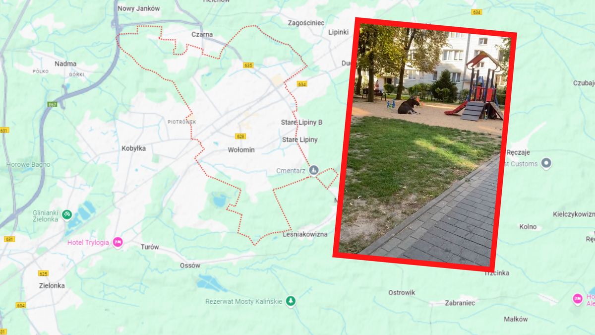 Łoś co rusz pojawia się na ulicach Wołomina