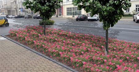 Kwiaty i drzewa zastąpią samochody w centrum Lublina. Gdzie zaparkują mieszkańcy?