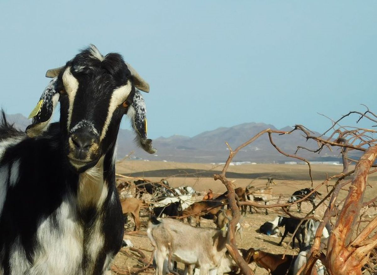 Fot. Asociación de Criadores de Cabra de Fuerteventura