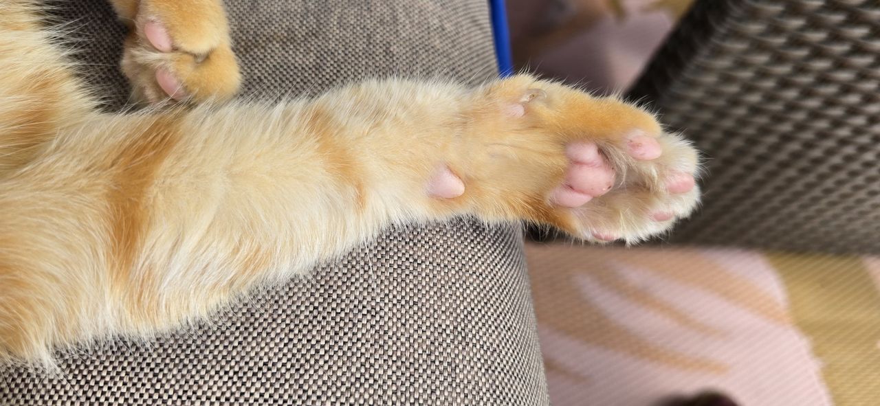 Dlaczego kot bije łapką? 9 powodów, które cię zaskoczą