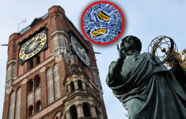 W Toruniu kilkadziesiąt przypadków. Pierwsze objawy po 6-72 godzinach