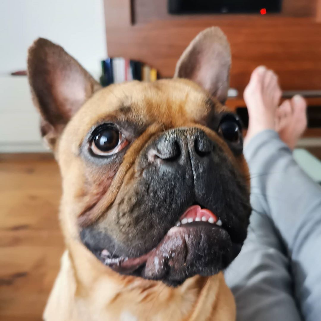 Przemysław Saleta zaadoptował psa