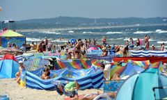 Uciążliwa plaga nad Bałtykiem. "Przylatują też z Niemiec"