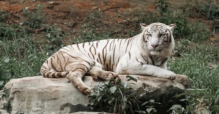 Atak białego tygrysa w ukraińskim zoo. Pracownik zginął podczas karmienia
