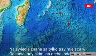 Żelazny mięczak. Niezwykłe zwierzę zagrożone