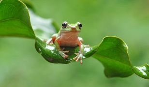 Gad, płaz czy ssak? Sprawdź swoją wiedzę o zwierzętach
