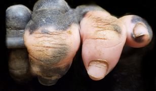 Goryle przypominają ludzi 