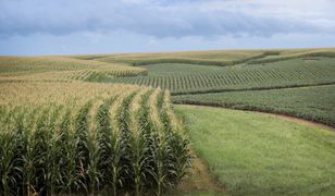 Żywność GMO może mieć w przyszłości ogromne znaczenie.
