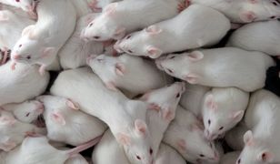 Myszy przebywały na Międzynarodowej Stacji Kosmicznej 