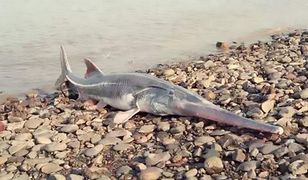 Wiosłonos chiński to kolejny gatunek uznany za wymarły