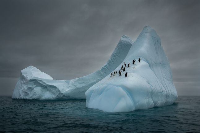 Trzecie miejsce w kategorii "Piękno natury” zajął Mariusz Potocki za zdjęcie grupy pingwinów podróżujących na górze lodowej na Antarktyce.