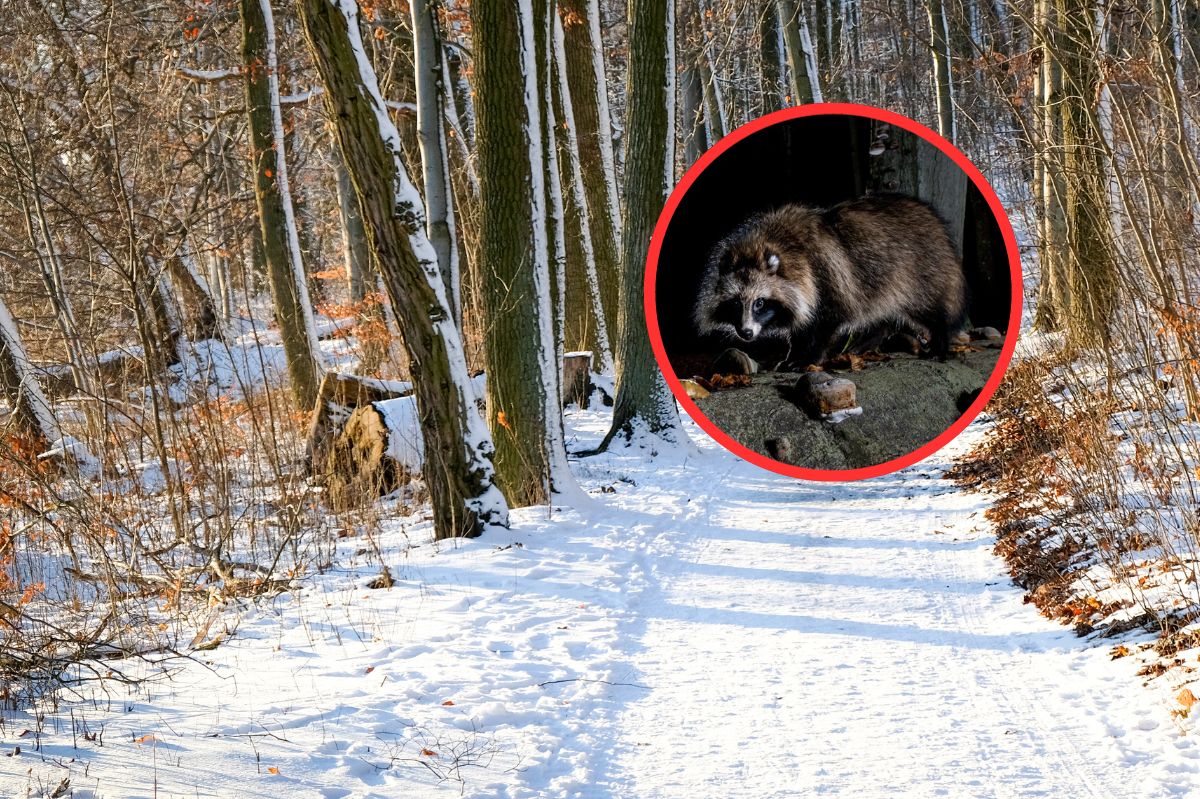 "Leśny Zorro" w polskich lasach