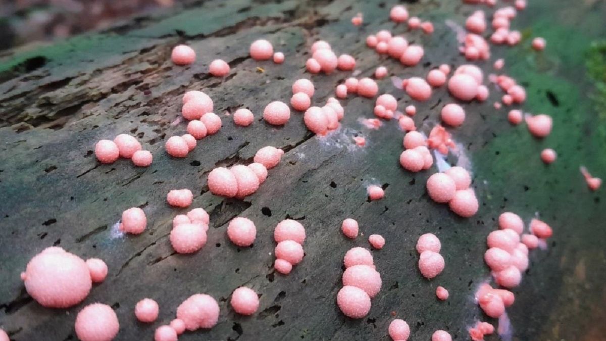 Pokazali różowe kulki na drzewie. To nie grzyb!