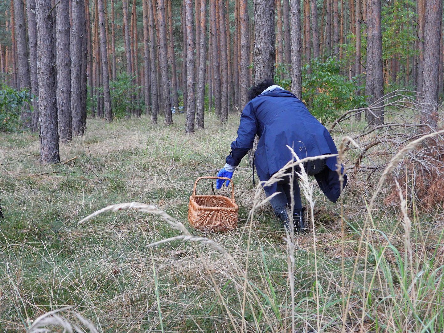 Leśnicy ostrzegają. Ludzie naprawdę w to wierzą