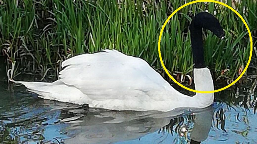 Łabędź w skarpecie na głowie