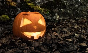 Leśnicy przypominają. Nie wyrzucaj ich do lasu