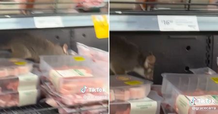 Grasował na mięsie w supermarkecie. Teraz jest hitem TikToka