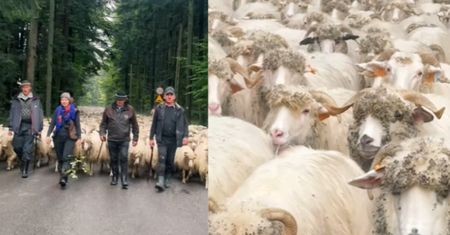 Niezwykły pochód zachwycił turystów. Jesienne redyki na Podhalu
