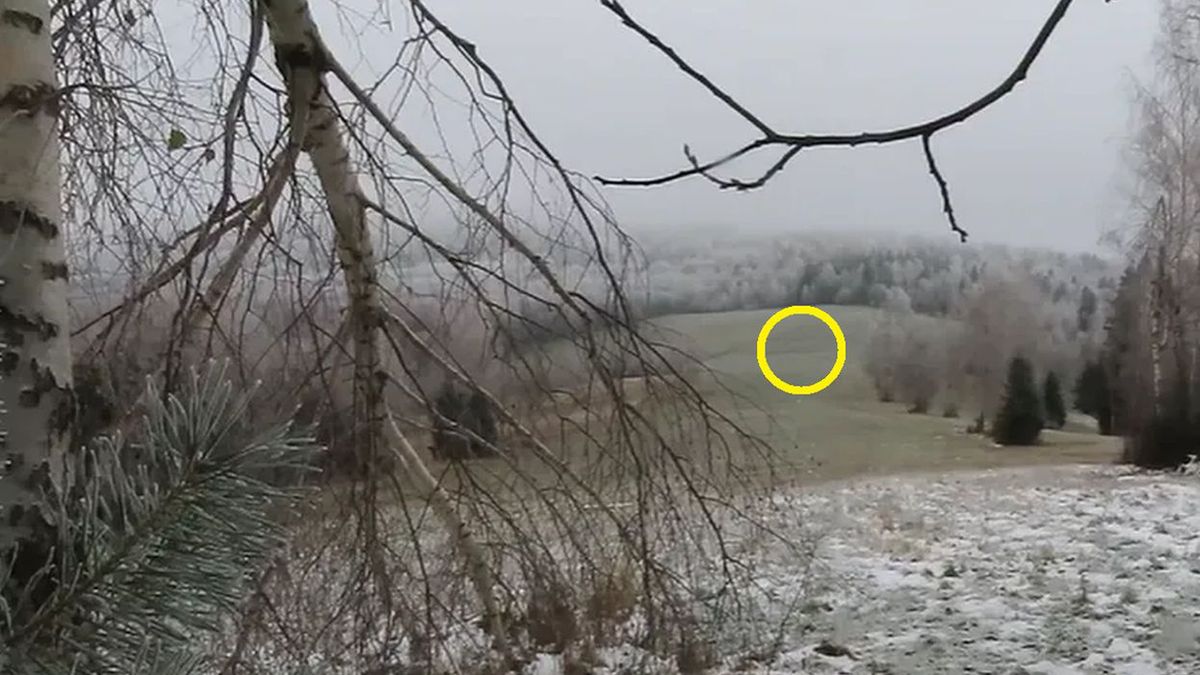 Leśnik wypatrzył na polanie drapieżnika. Wszystko nagrał