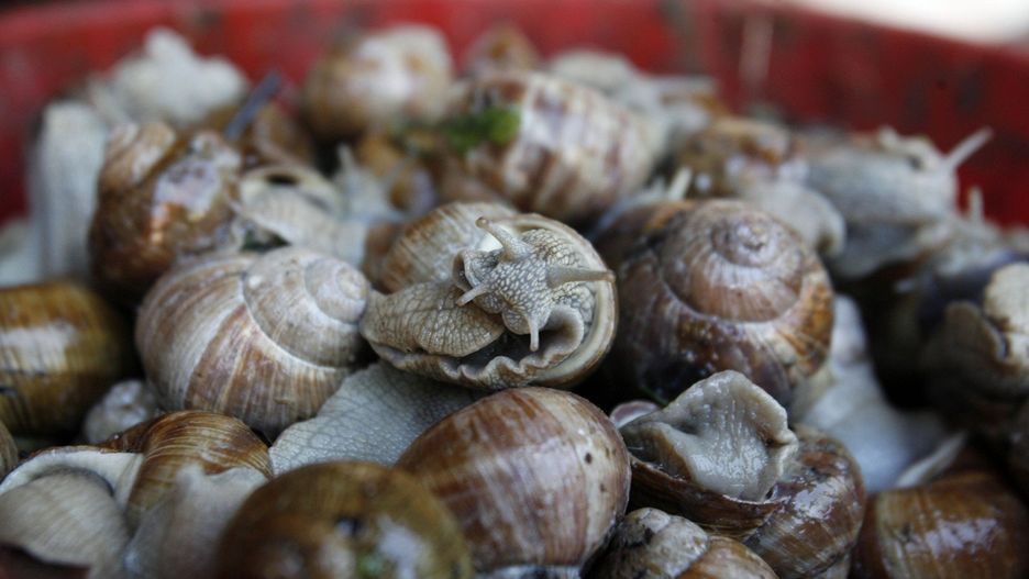 Ile płacą w skupach za kilogram winniczków?