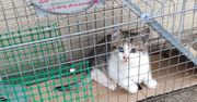 Problem bezdomności kotów w Gorzowie. OTOZ Animals apeluje o wsparcie sterylizacji