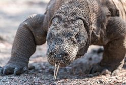 Park Narodowy Komodo. Waran bohaterem Google doodle