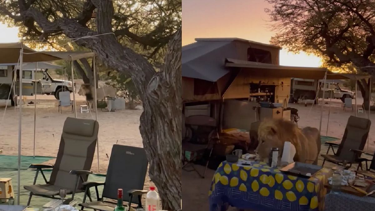 Lew wszedł na kemping.