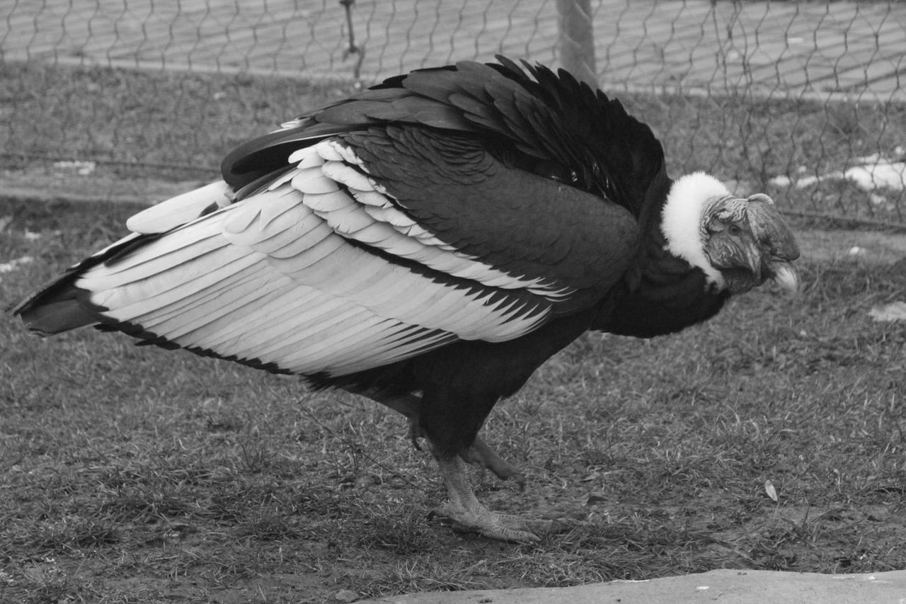 Chorzów. Odszedł jeden z najstarszych mieszkańców zoo