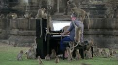 Pianista zagrał koncert dla setek małp. Powodem jest pandemia koronawirusa