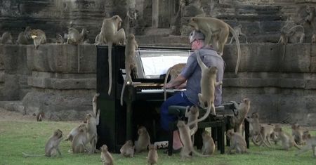 Pianista zagrał koncert dla setek małp. Powodem jest pandemia koronawirusa
