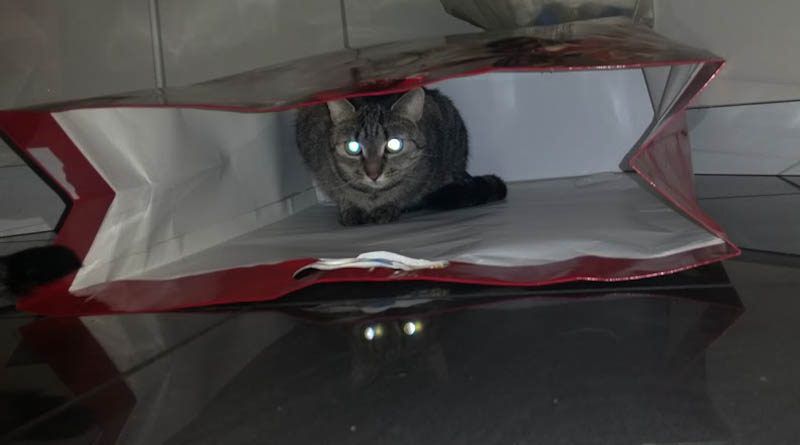 Dlaczego koty się ukrywają?