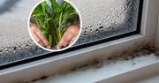 Roślina, która pochłania wilgoć. Przyda się w każdym domu