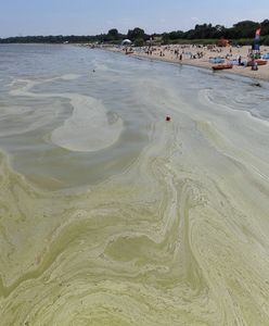 Bałtyk. Sinice na kolejnych plażach. GIS zamyka kąpieliska