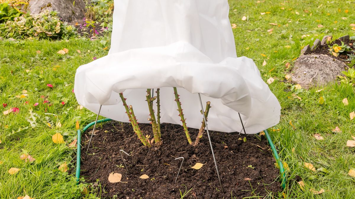 Autumn reliable shelter of a garden rose with breathable textiles from northern winter frosts, metal support with fasteners.
Reliable shelter of a rose with white breathable material from severe northern frosts.
Ludmila Kapustkina