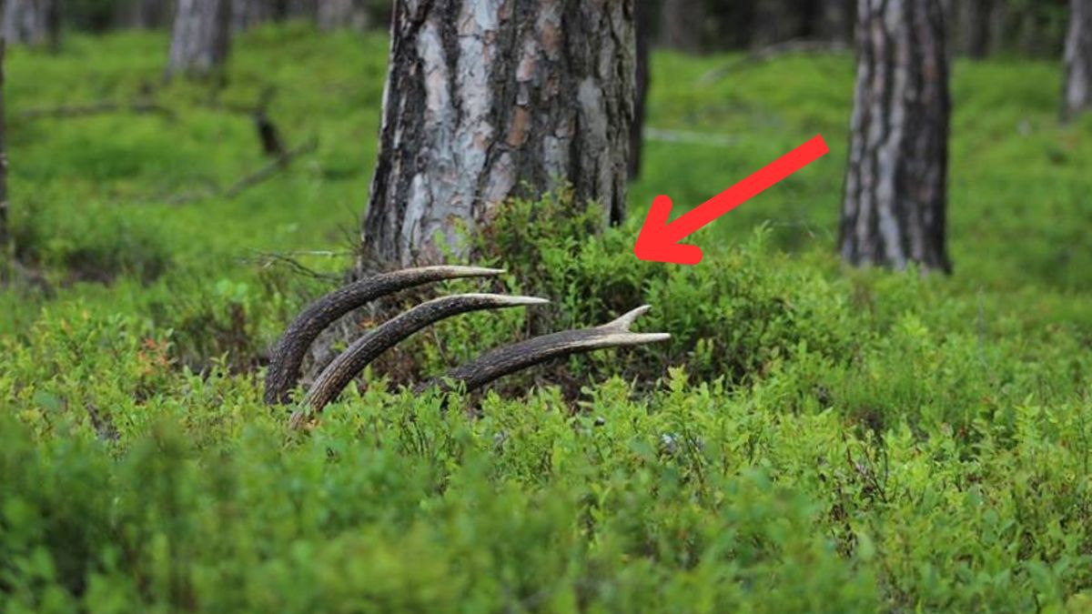 Jelenie zaczynają zrzucać poroże początkiem marca. 