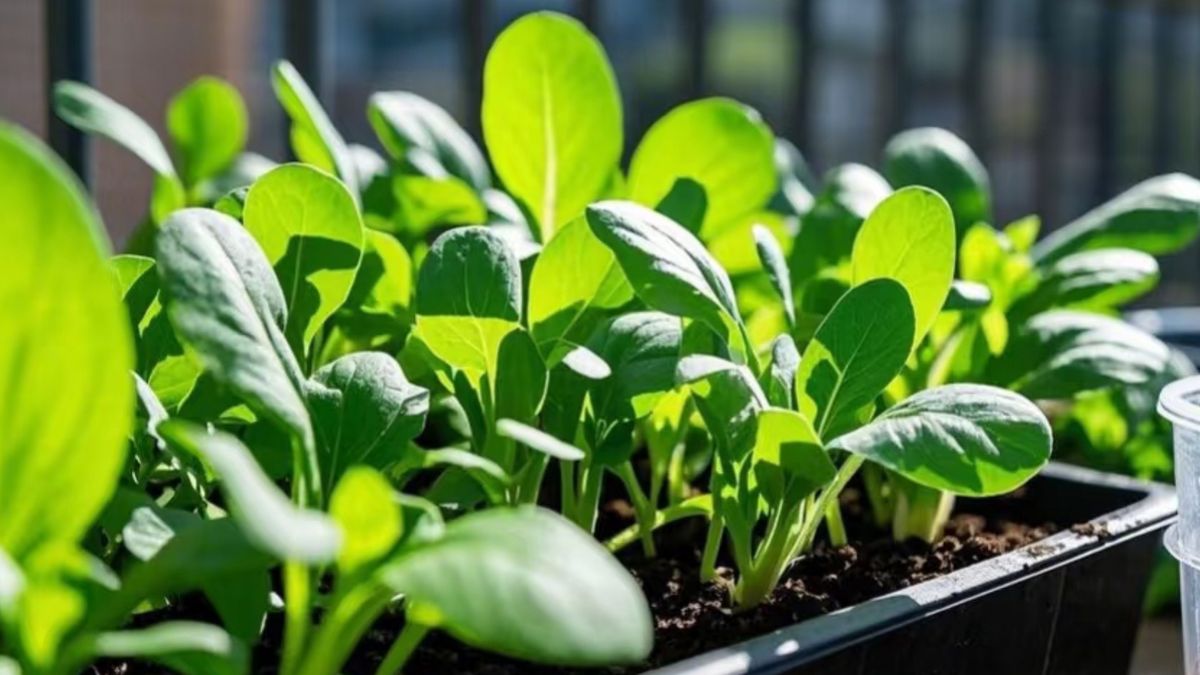 Jak wyhodować nowalijki?